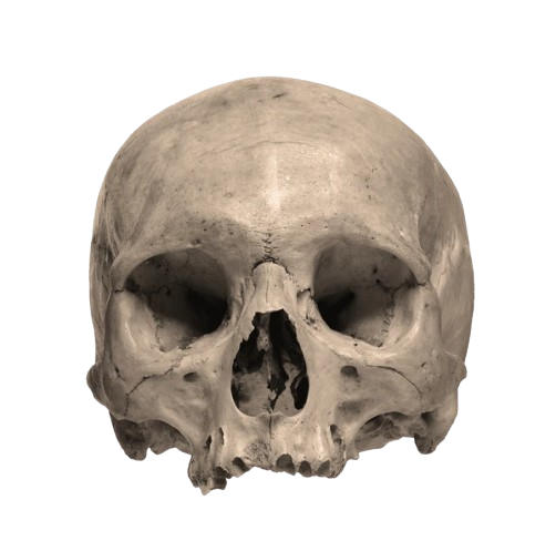 calavera